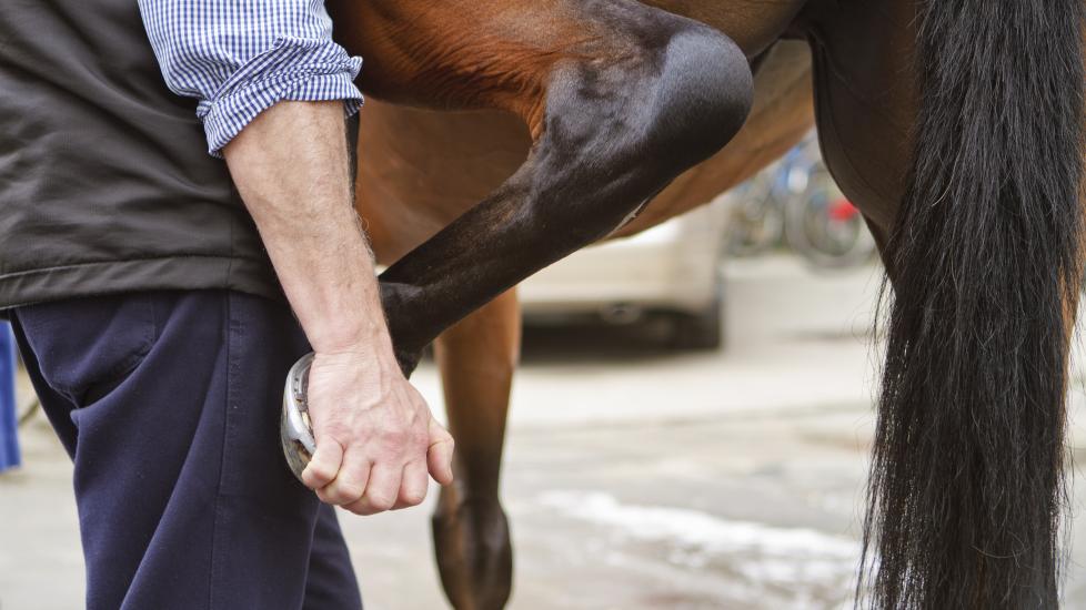 person tests a horse’s back leg by stretching